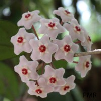 <i>Hoya carnosa</i>  (L.f.) R.Br.